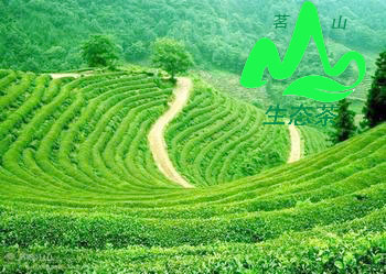 生態(tài)茶業(yè)迎來春天