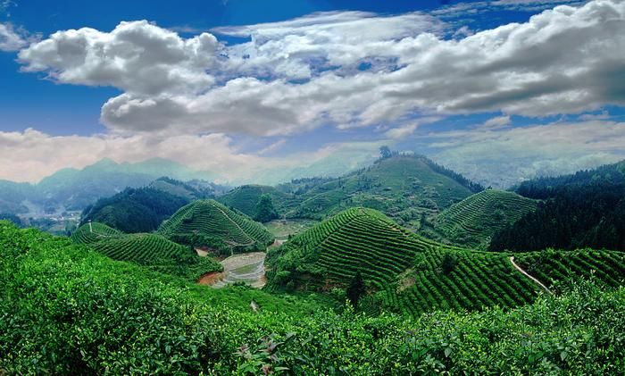 狗牯腦茶入選國家農產品地理標志登記保護名單