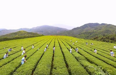 八馬茶業(yè)：致力成為國貨精品的茶業(yè)代言者