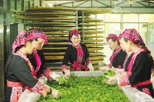 忠于熱愛耕茶園 化身茶精帶農(nóng)富——五指山梁妹珍茶園的助農(nóng)增收之路