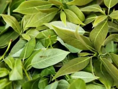 什邡紅白茶 德陽特產，茶香四溢的產地農產品